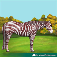 Horse Color:Black Splash 