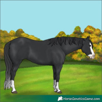 Horse Color:Black Splash 