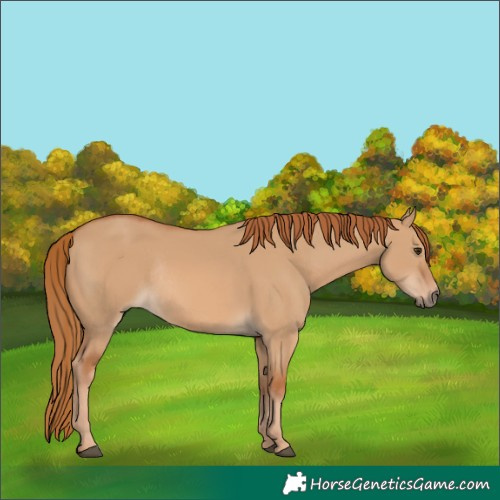 Horse Color:Red Dun Rabicano 