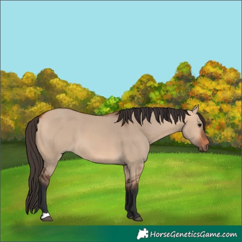 Horse Color:Bay Dun 