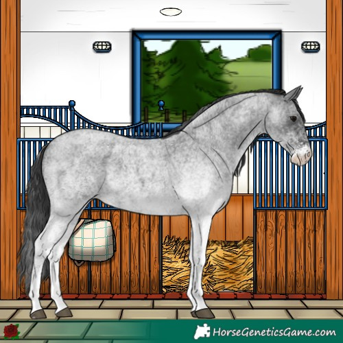 Horse Color:White Spotted Blue Roan 
