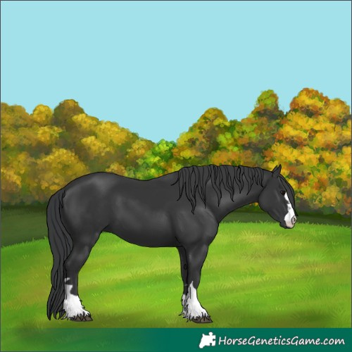 Horse Color:Black 