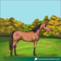 Horse Color:Bay 