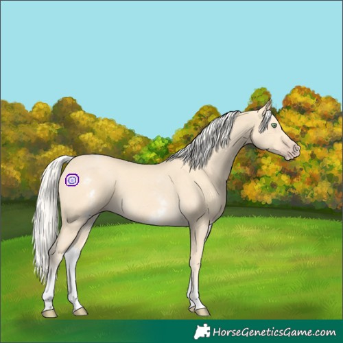 Horse Color:White Spotted Gold Cream Champagne 