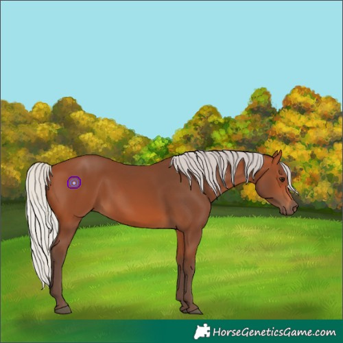 Horse Color:Silver Bay 