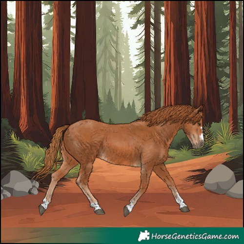 Horse Color:Unknown 