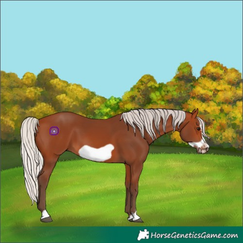 Horse Color:Silver Bay Frame 