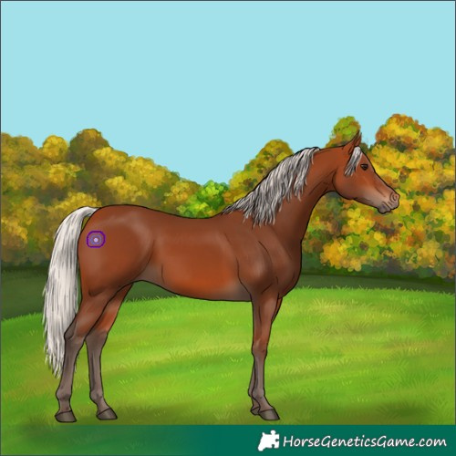 Horse Color:Silver Bay