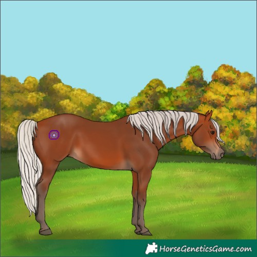Horse Color:Silver Bay