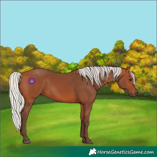 Horse Color:Silver Bay