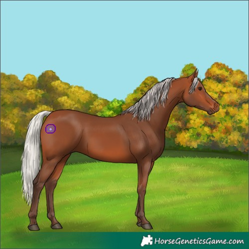 Horse Color:Silver Bay 