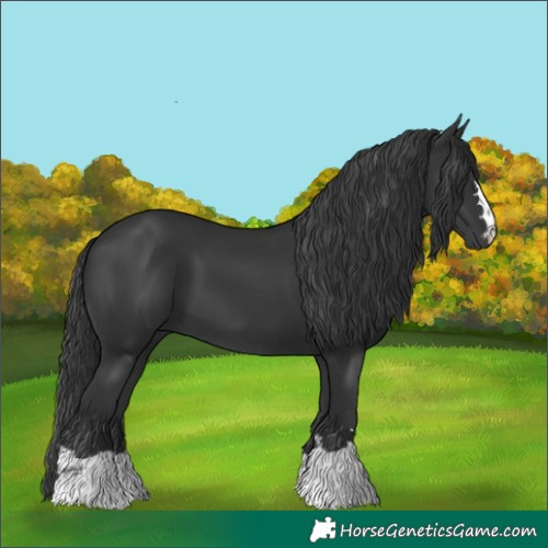 Horse Color:Black 