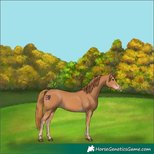 Horse Color:Chestnut 