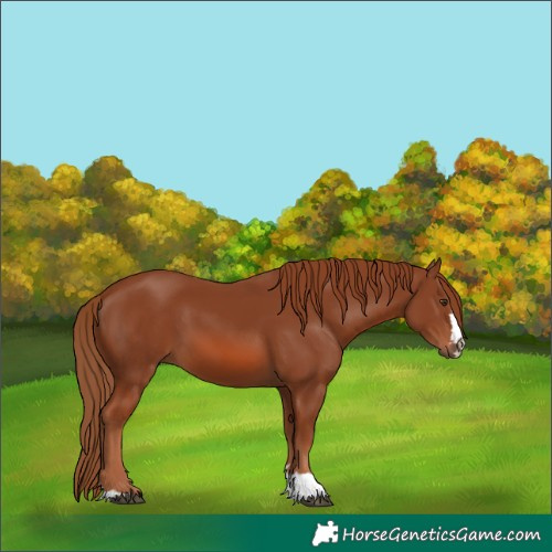 Horse Color:Chestnut 
