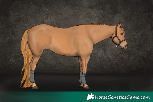 Horse Color:Chestnut Frame 