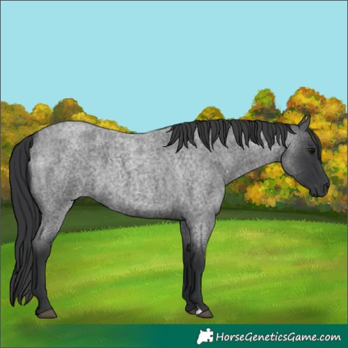 Horse Color:Blue Roan 