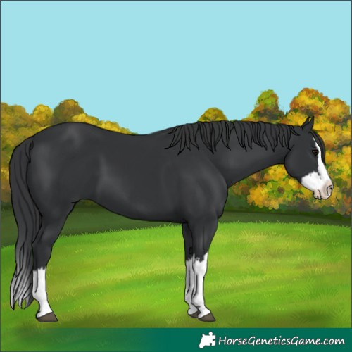 Horse Color:Black Splash 