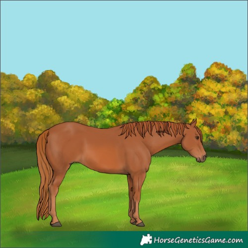Horse Color:Chestnut 
