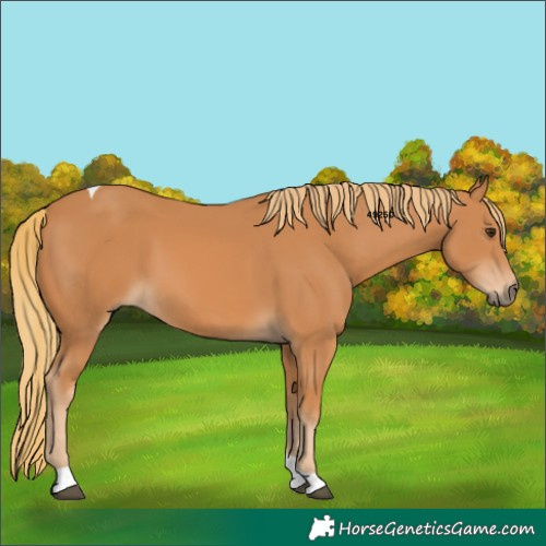 Horse Color:Chestnut Tobiano 