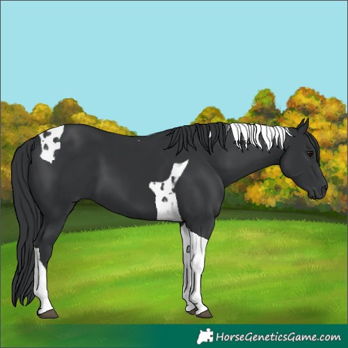 Horse Color:Black Tobiano 