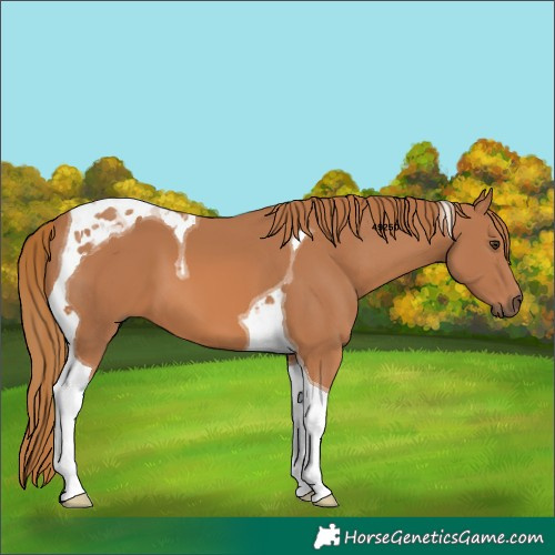Horse Color:Chestnut Tobiano
