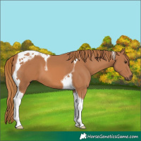 Horse Color:Chestnut Tobiano