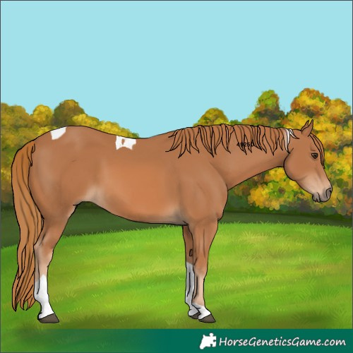 Horse Color:Chestnut Tobiano 