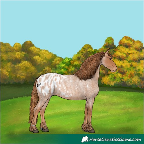 Horse Color:Red Roan Appaloosa 