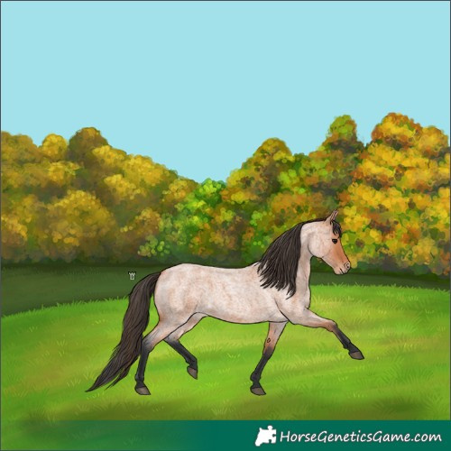 Horse Color:Bay Roan