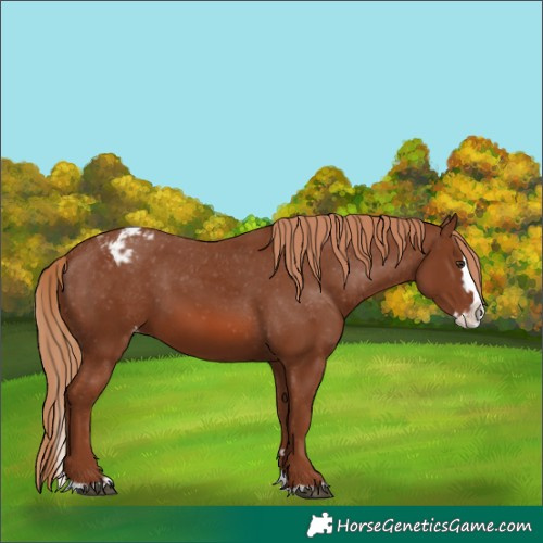 Horse Color:Chestnut Splash Varnish 