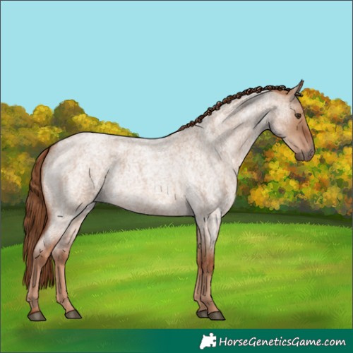 Horse Color:Red Dun Roan