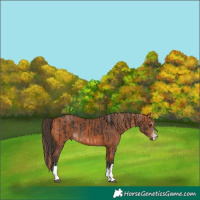 Horse Color:Liver Chestnut Tobiano Rabicano  and Bay 