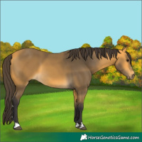 Horse Color:Buckskin 