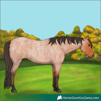 Horse Color:Bay Roan 