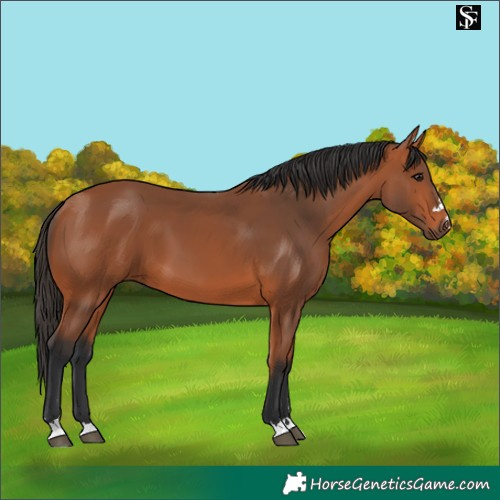 Horse Color:Bay 
