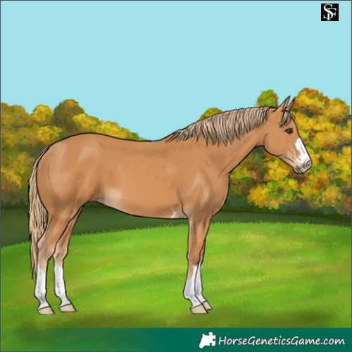 Horse Color:Chestnut 