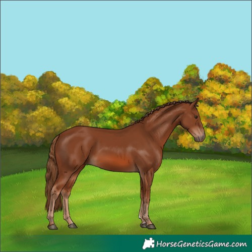 Horse Color:Chestnut 