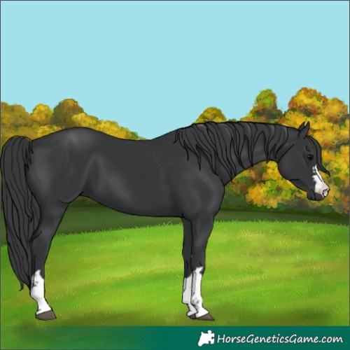 Horse Color:Black 