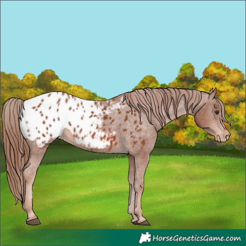 Horse Color:Chestnut Appaloosa 