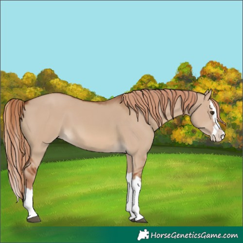 Horse Color:Red Dun Splash 