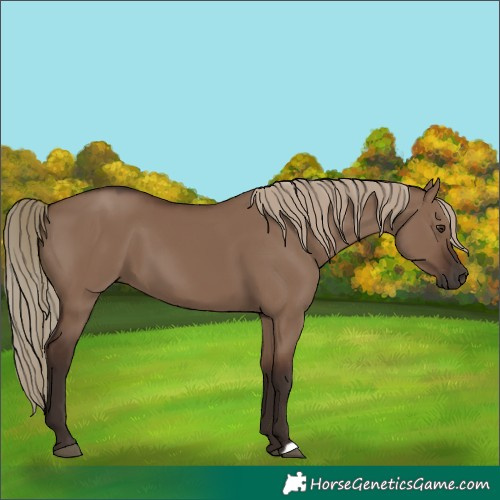Horse Color:Liver Red Dun 