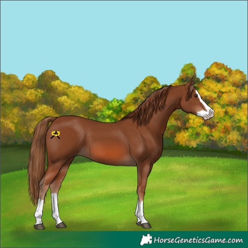 Horse Color:Chestnut Splash