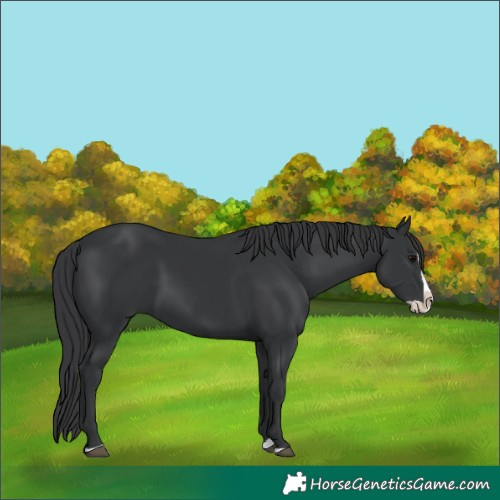 Horse Color:Black Splash 
