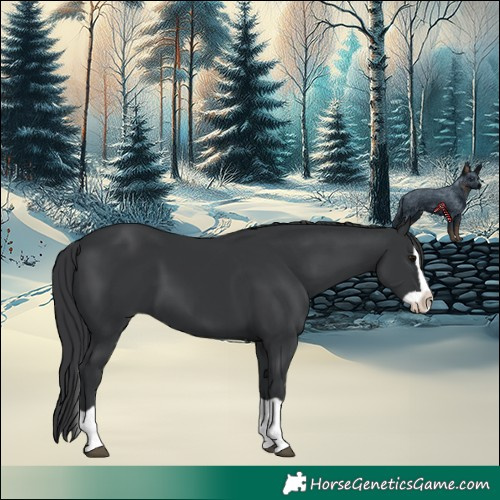 Horse Color:Black Splash 