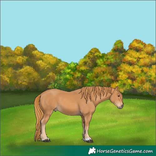 Horse Color:Unknown 