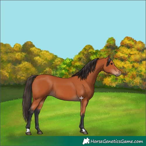 Horse Color:Bay 
