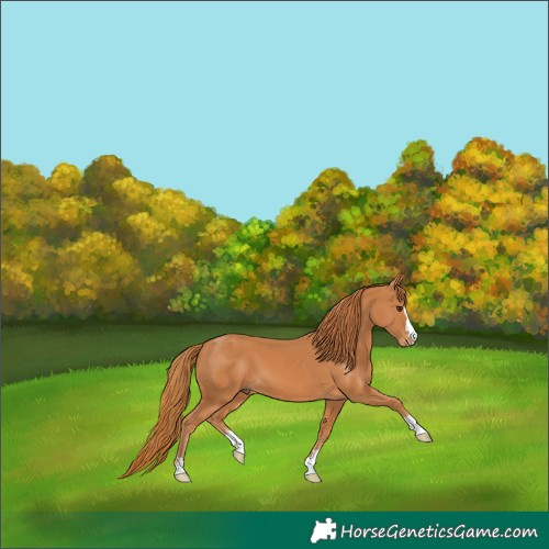 Horse Color:Chestnut 