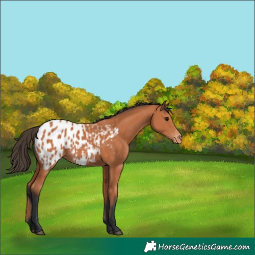 Horse Color:Bay Appaloosa 