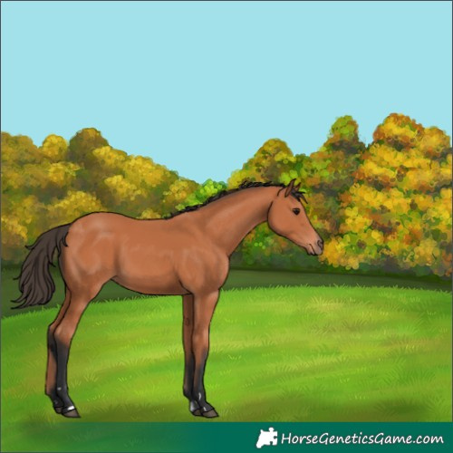Horse Color:Bay 