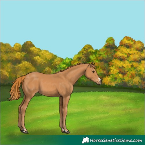 Horse Color:Chestnut 